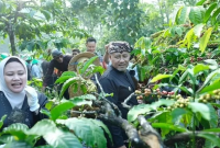 Agrowisata Kopi Temanggung: Petualangan dari Kebun ke Cangkir!