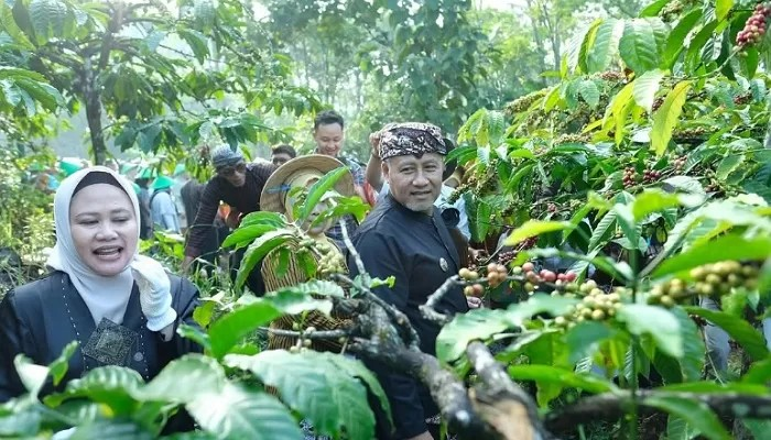 Agrowisata Kopi Temanggung: Petualangan dari Kebun ke Cangkir!