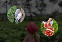 Agrowisata Stroberi Lembang Liburan Asyik & Panen Sendiri!