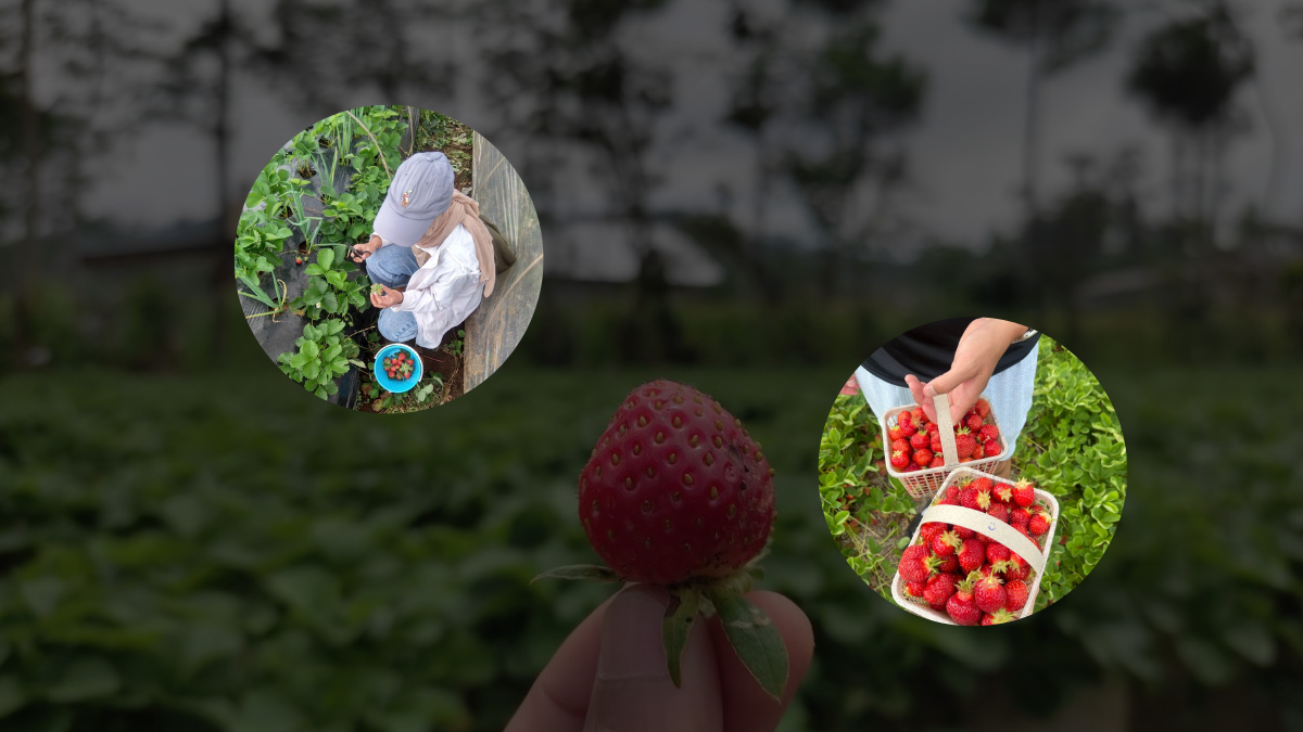 Agrowisata Stroberi Lembang Liburan Asyik & Panen Sendiri!