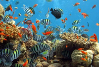 Terumbu Karang di Pulau Bunaken: Pesona Alam Bawah Laut Terbaik