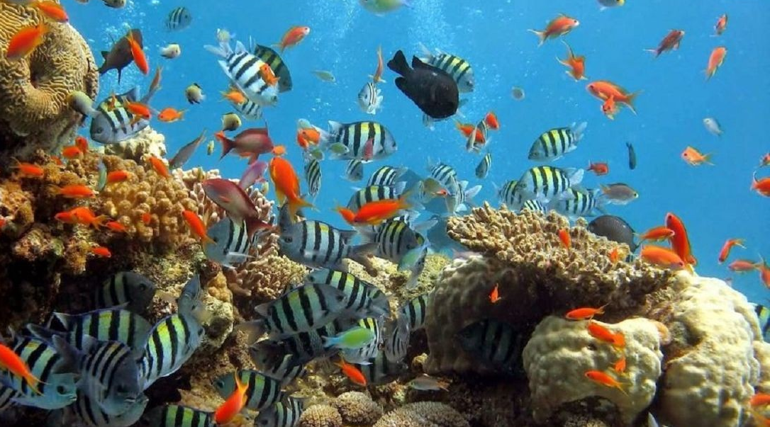 Terumbu Karang di Pulau Bunaken: Pesona Alam Bawah Laut Terbaik